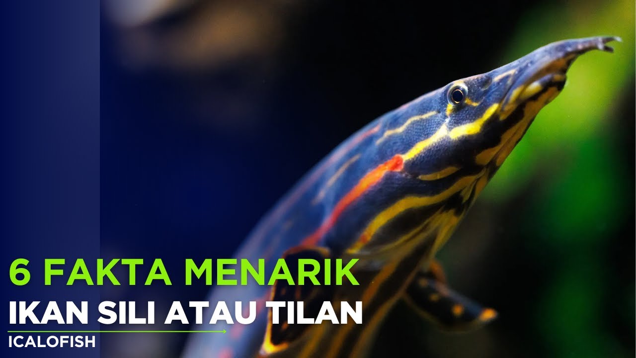 6 Fakta Ikan Sili, Ikan Konsumsi yang Hampir Punah