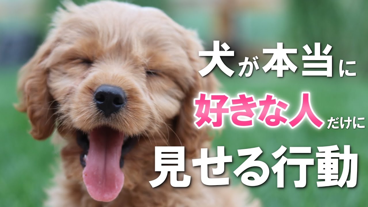【完全版】犬が好きな人にだけ見せる７つの愛情表現
