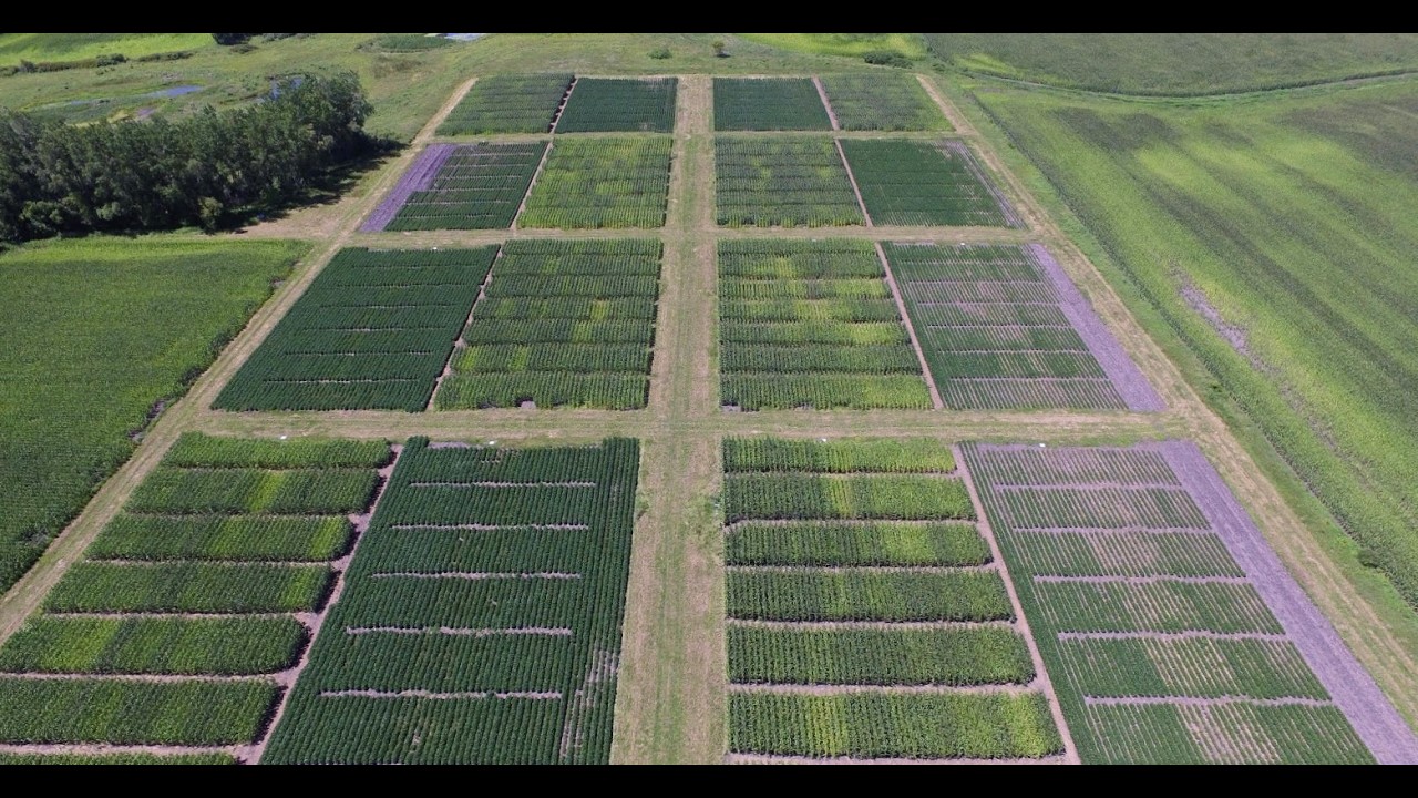 Nitrogen Management For Corn in Poorly-Drained Soil, Gabriel Paiao, University of Minnesota