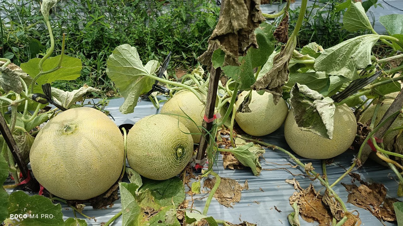 KEKURANGAN DAN KELEBIHAN MELON IVORY #melon #farming 