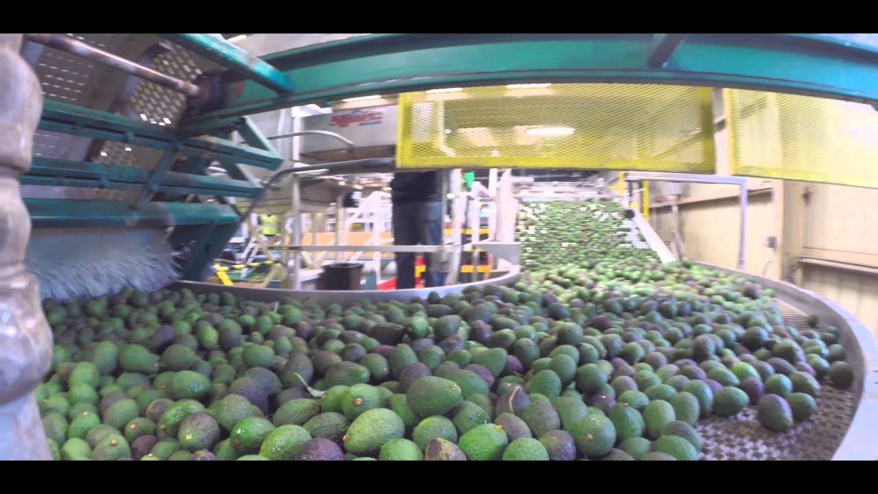 Inside Mission Avocados