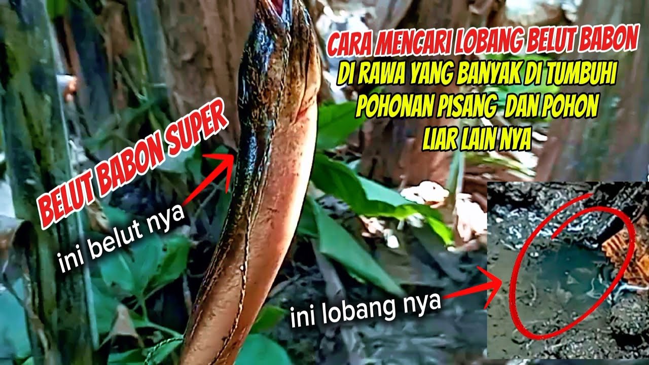 CARA MENCARI LOBANG BELUT BABON SUPER DI RAWA YANG BANYAK PISANG DAN POHON LIAR LAIN NYA