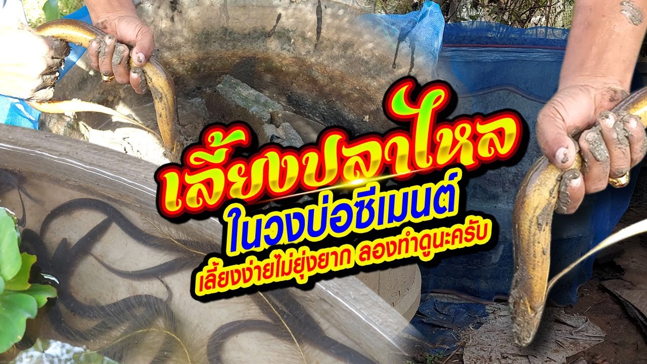 เลี้ยงปลาไหลในวงบ่อซีเมนต์ เลี้ยงง่ายไม่ยุ่งยาก ลองทำดูนะครับ