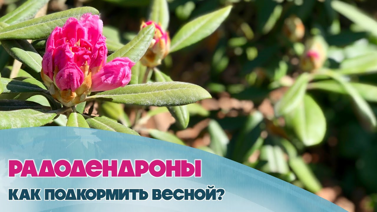 Рододендроны. Как правильно подкормить и ухаживать за ними