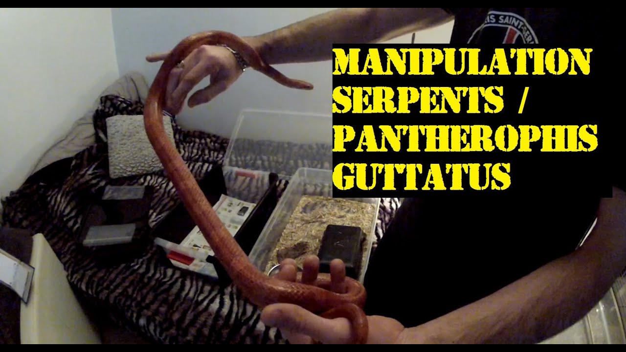 Manipulation Pantherophis Guttatus adulte / Manipulation serpent adulte terrestre