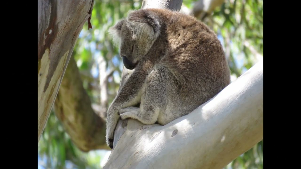 Chilling with Koalas
