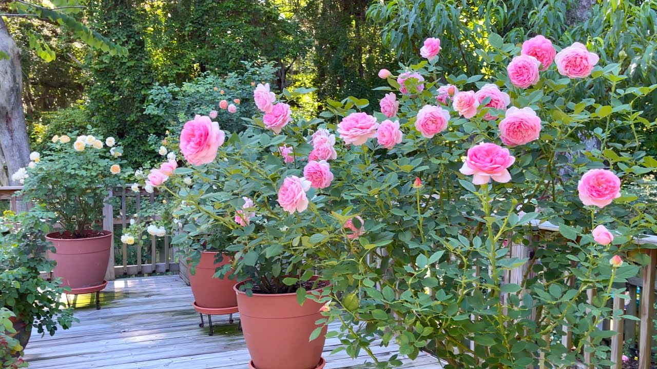 Patio Tour - Roses in Pots - May 2021