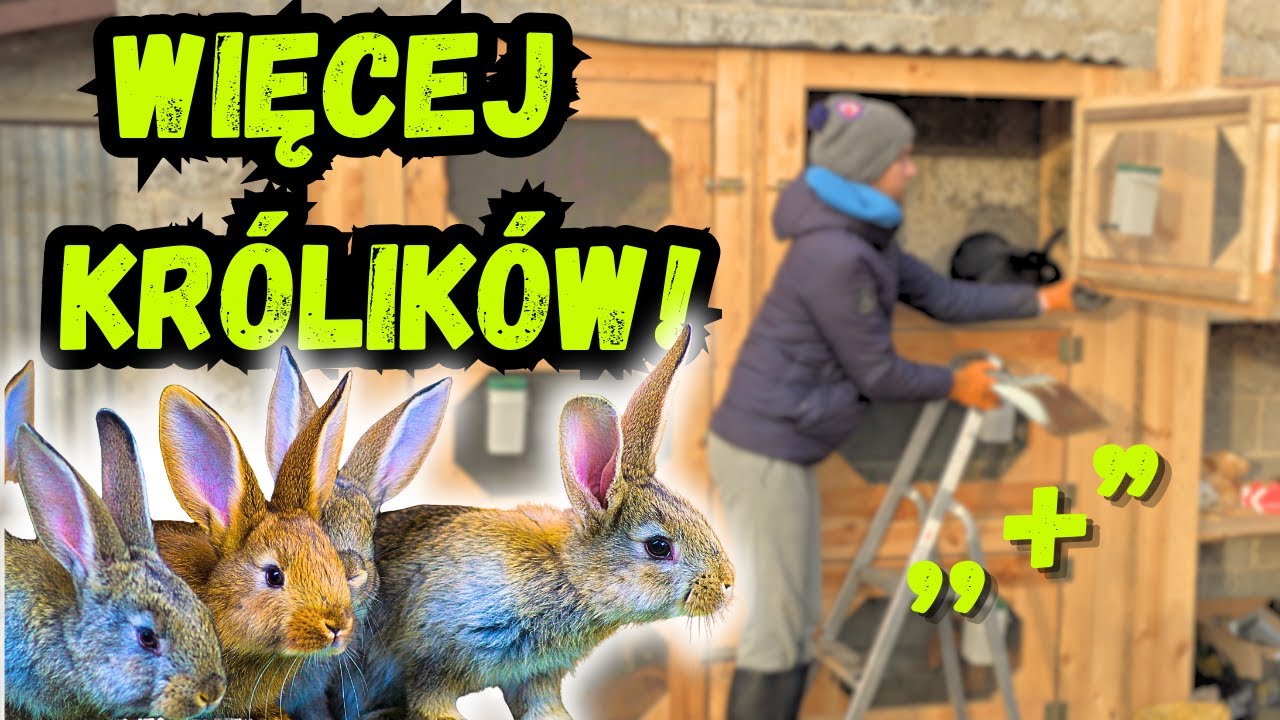 Musimy POWIĘKSZYĆ hodowlę królików! życie na wsi