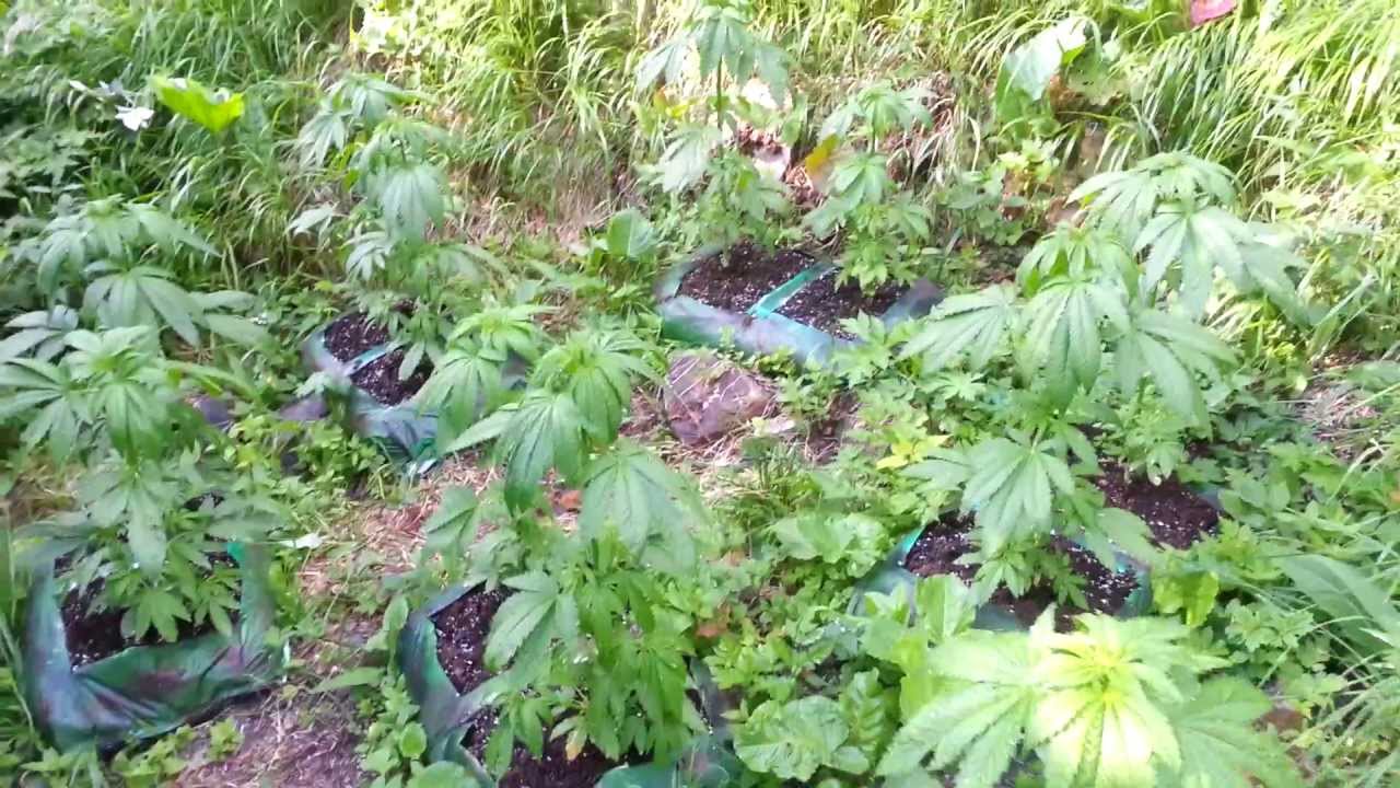 Spot #1, End Week 3 - 2nd Guerilla Mountain Grow - Shoreline - The Devil's Harvest Seeds