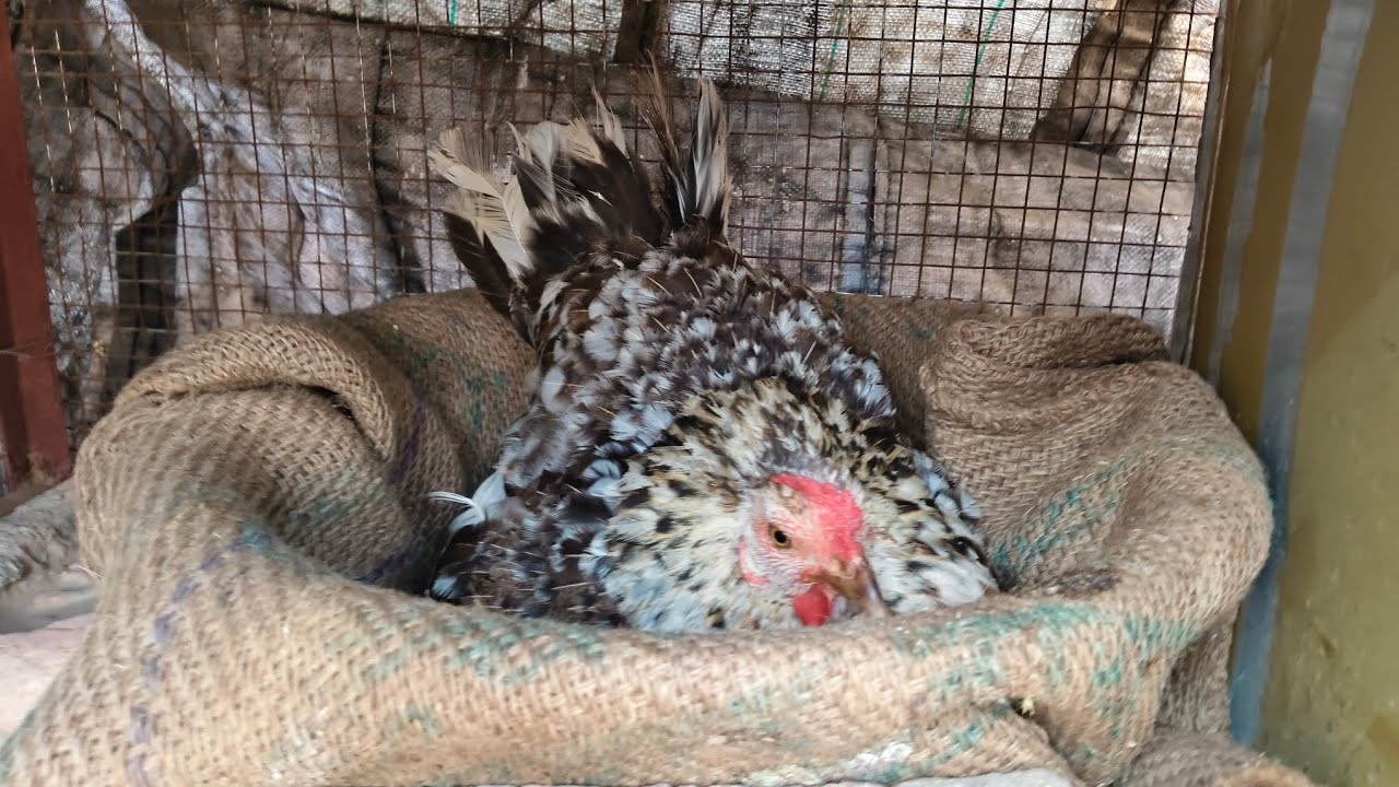 हमने मुर्गियों को अंडे पर बिठाया  🥰🐣🐔#my #lvlogs
