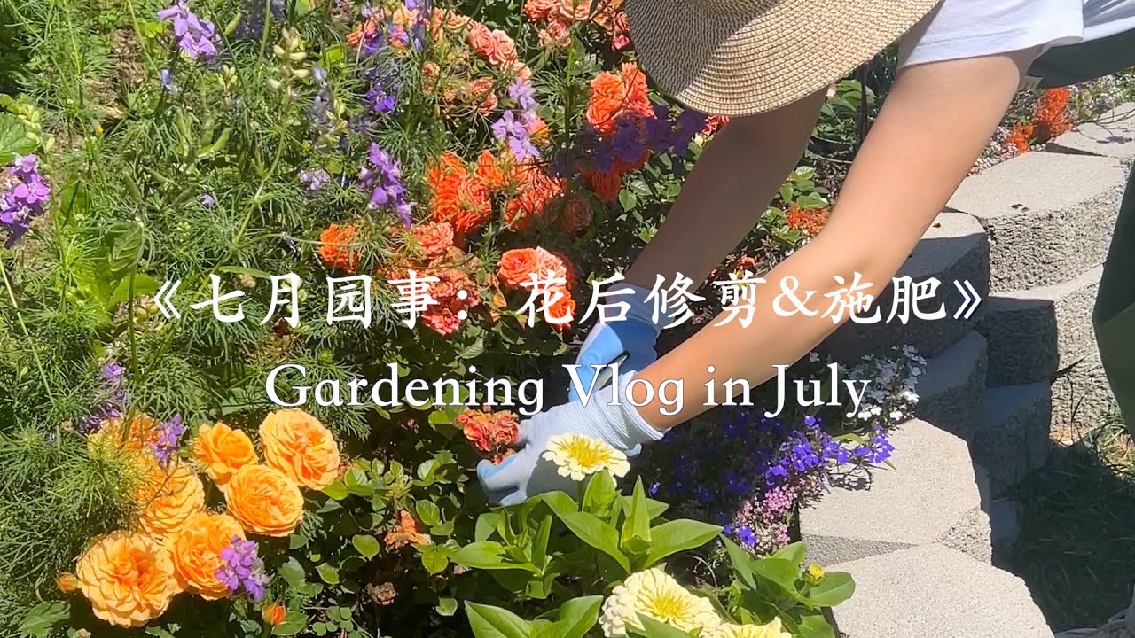 73 七月园事: 花后修剪+施肥 | Deadheading & Feeding Roses and Flowers
