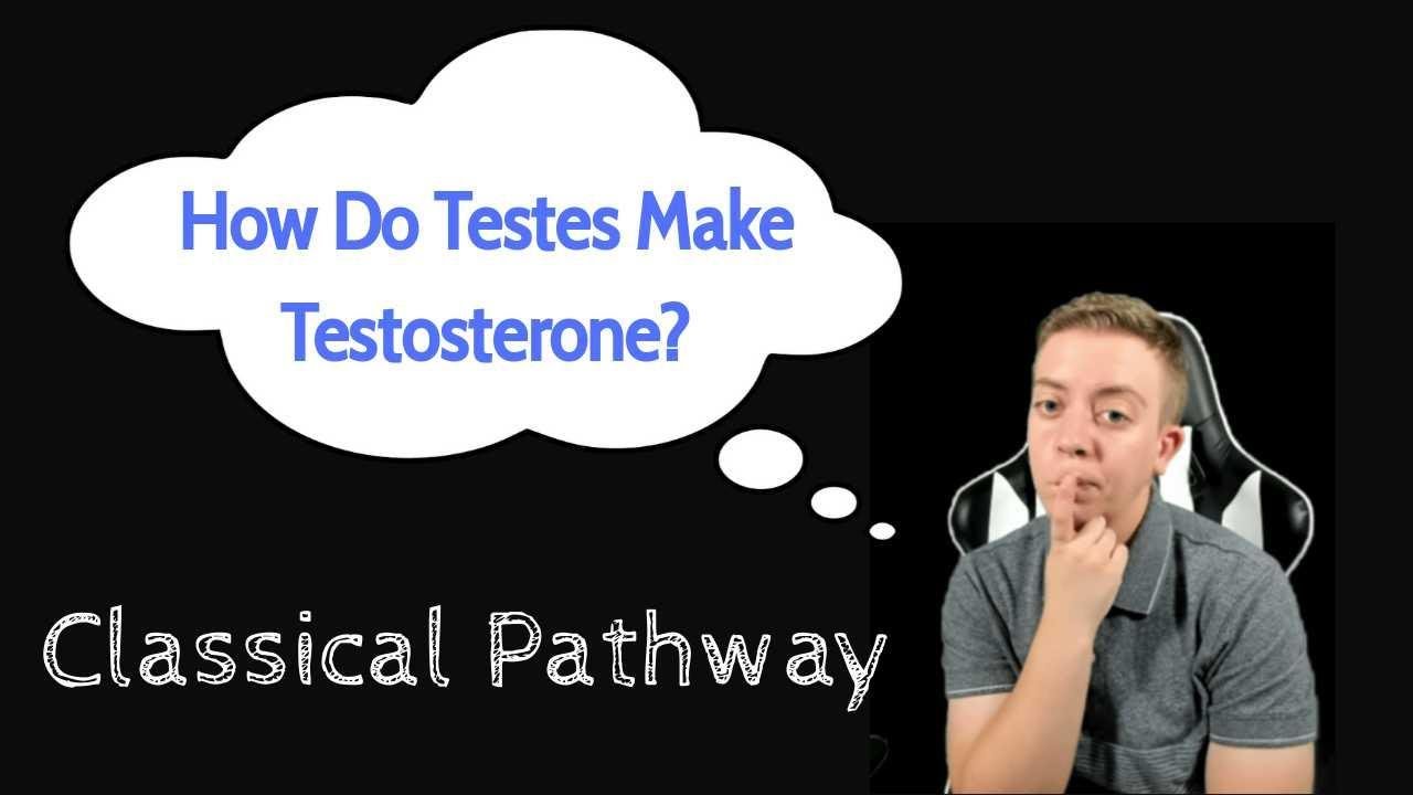 Testosterone Synthesis Classical Pathway