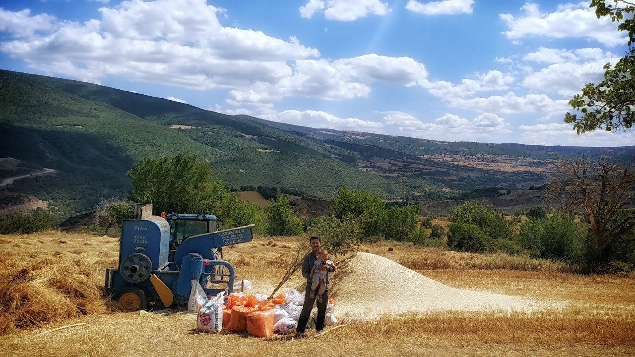 Harman zamanı.Sezonun ilk buğday hasadını yaptık.Rençberlik güzel ve zor zanaat.