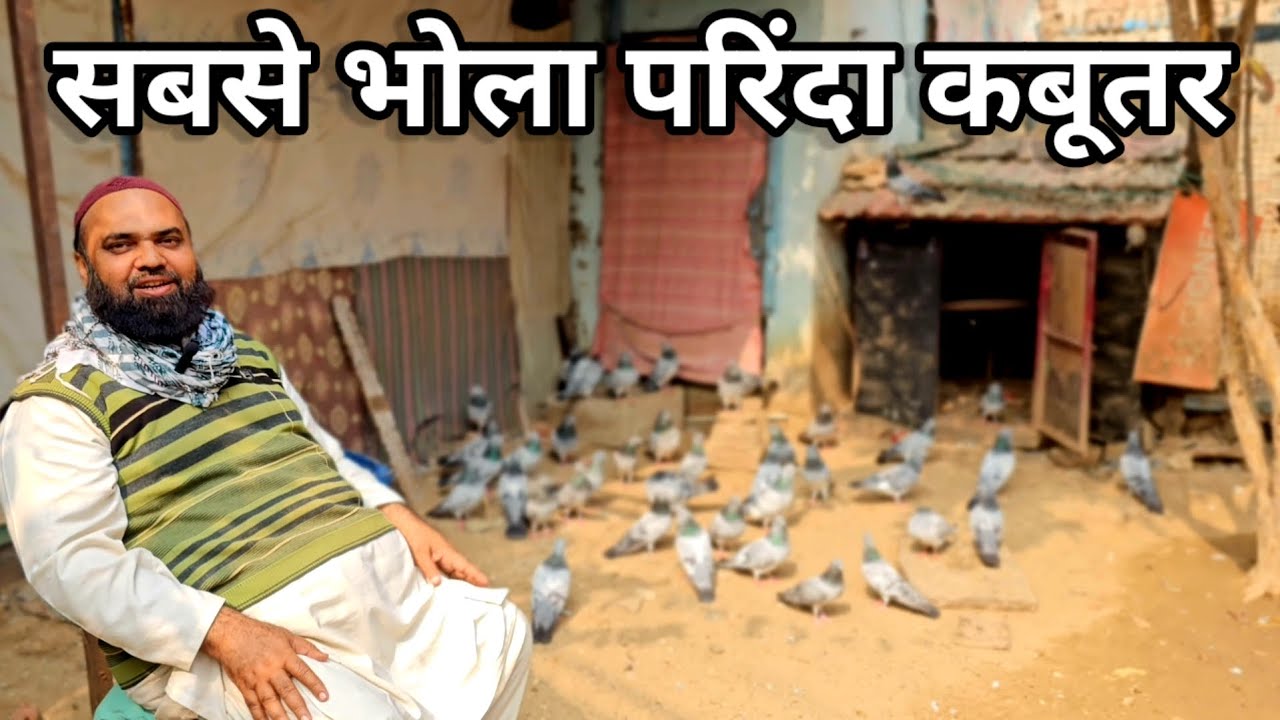 सबसे भोला परिंदा कबूतर | Sabse Bhola Parinda Kabootar | Tonk Ke Bajre Kabootar | JaipurTonkPigeons