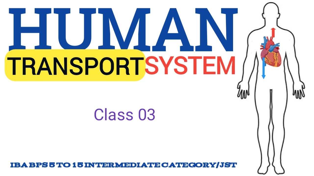 Human transport system science for iba bps 5 to 15 intermediate category 