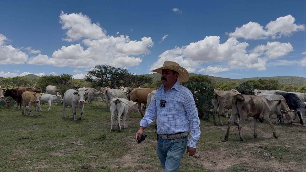 LES LLEVAMOS SAL A LAS VACAS FLACAS Y MUY CONTENTOS POR QUE YA SE ESTAN REPONIENDO DE LAS SE QUIA