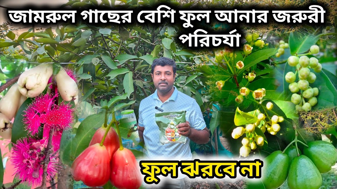 জামরুলের বেশী ফুল আনার জরুরী পরিচর্যা। water apple flower care. 