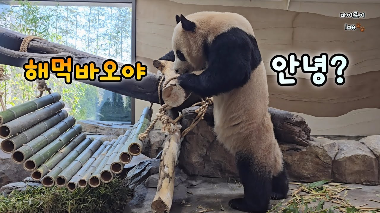 루이후이의 귀엽고 깜찍한 수요일 아침 영상💕이뽀이뽀 26.01.28 Everland Ruibao Huibao 
