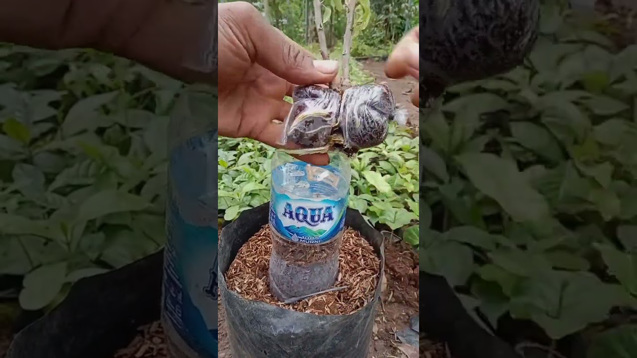 Bougainville Root Structuring 🌸 | Strong Roots, Beautiful Growth