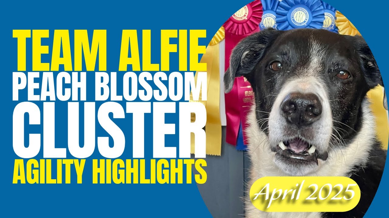 Team Alfie - Agility Highlights - Peach Blossom Cluster - Perry, Georgia