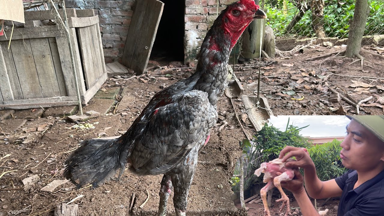 Gà chọi tơ 6 tháng Da đỏ rực dáng chiến khỏe mạnh mồi tươi tự nhiên Hứa hẹn tương la chiến kê