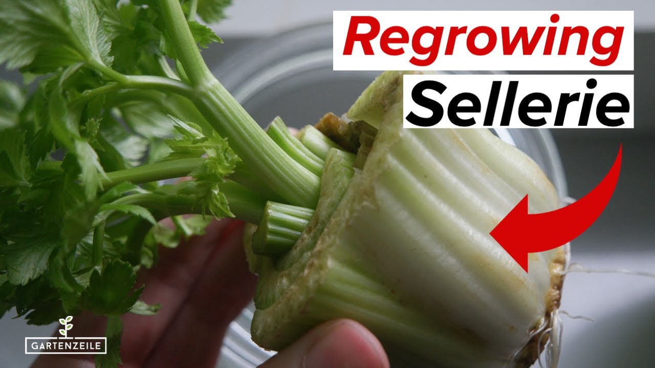 Sellerie nachwachsen lassen & vermehren | REGROWING ganz einfach!