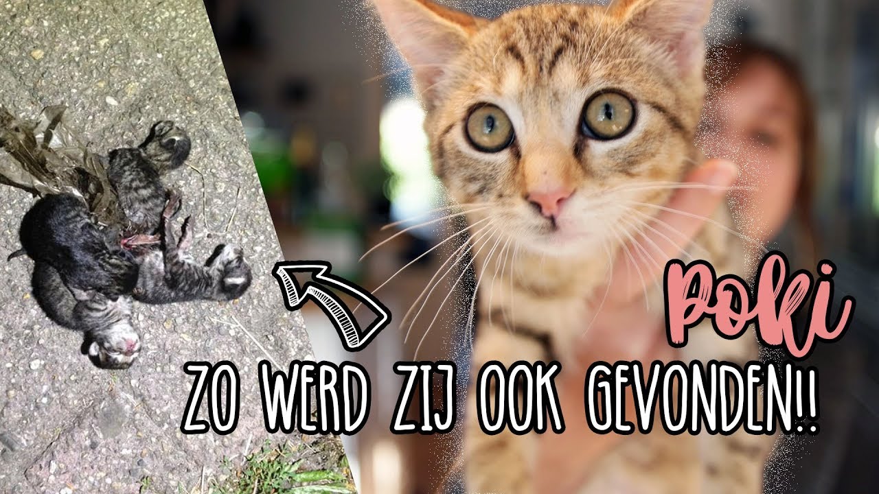ONTMOET POKI, onze nieuwe KITTEN! Vlog #21