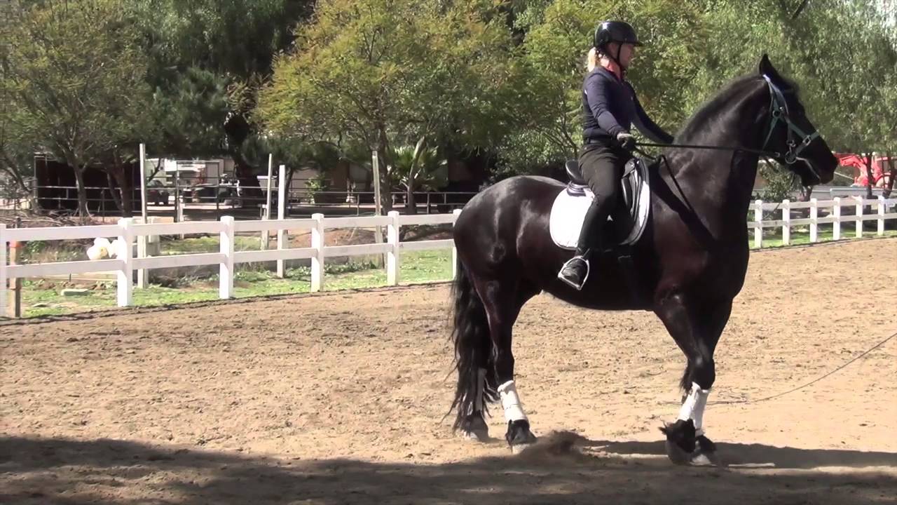How To Train A Friesian: Orion 3