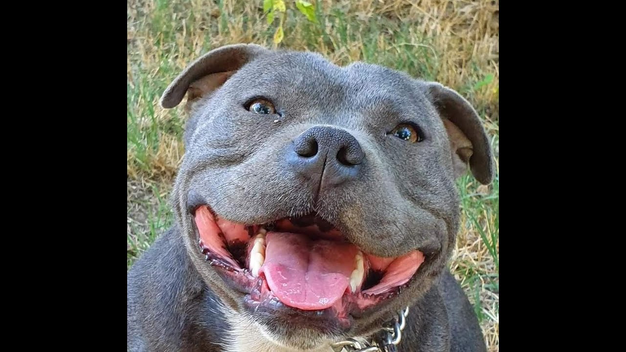 Confirmation de ma Staffie Kali (Brignoles 2020)