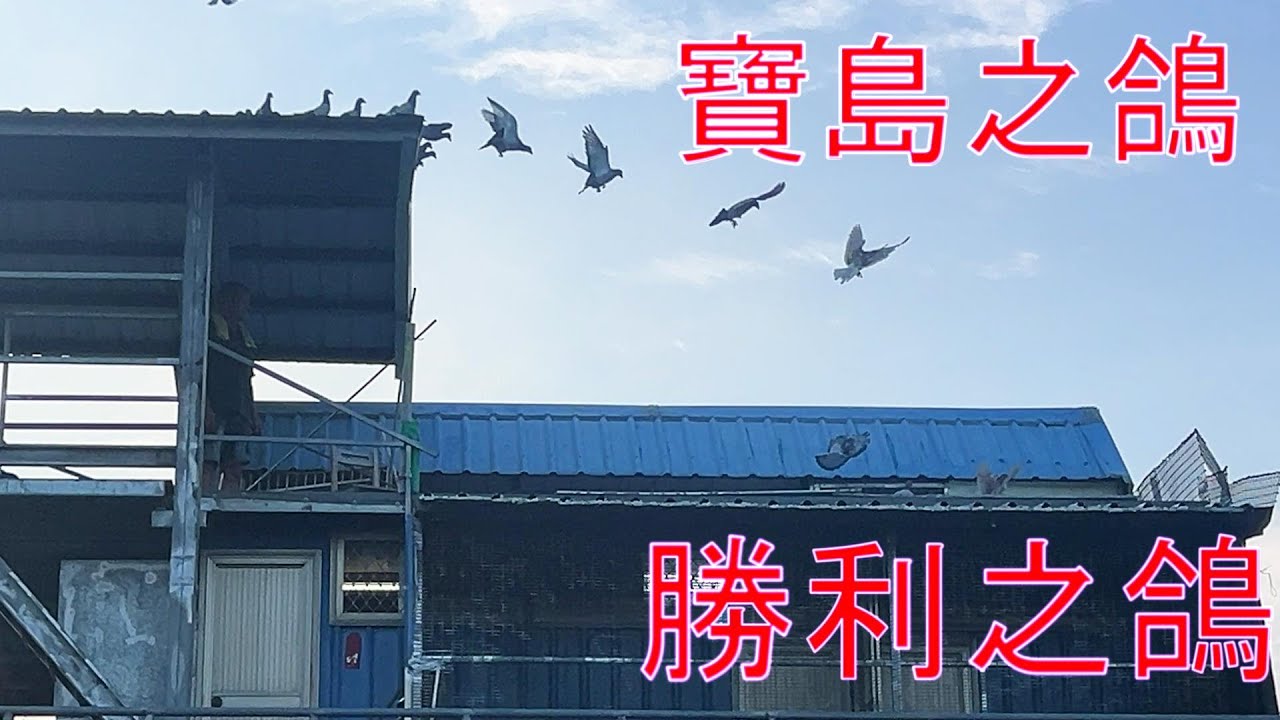 寶島之鴿Pigeon of Treasure Island