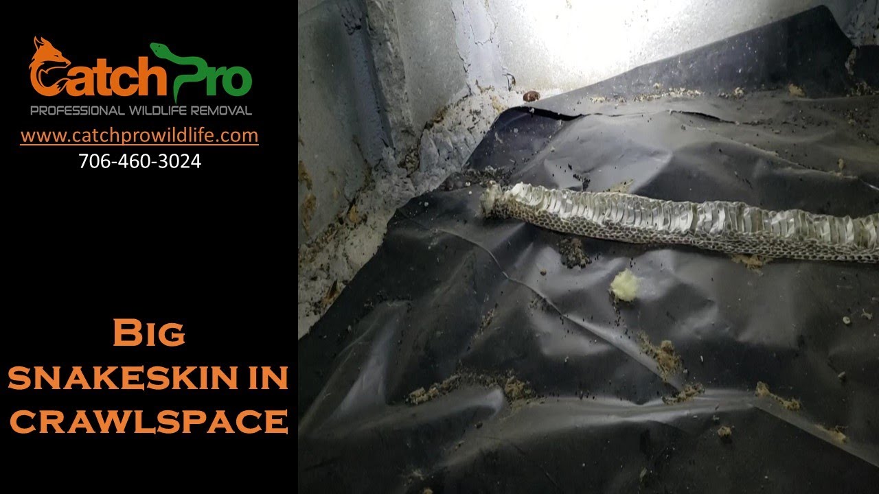 BIG Snakeskin in crawlspace Lake Oconee - CatchPro Wildlife Removal