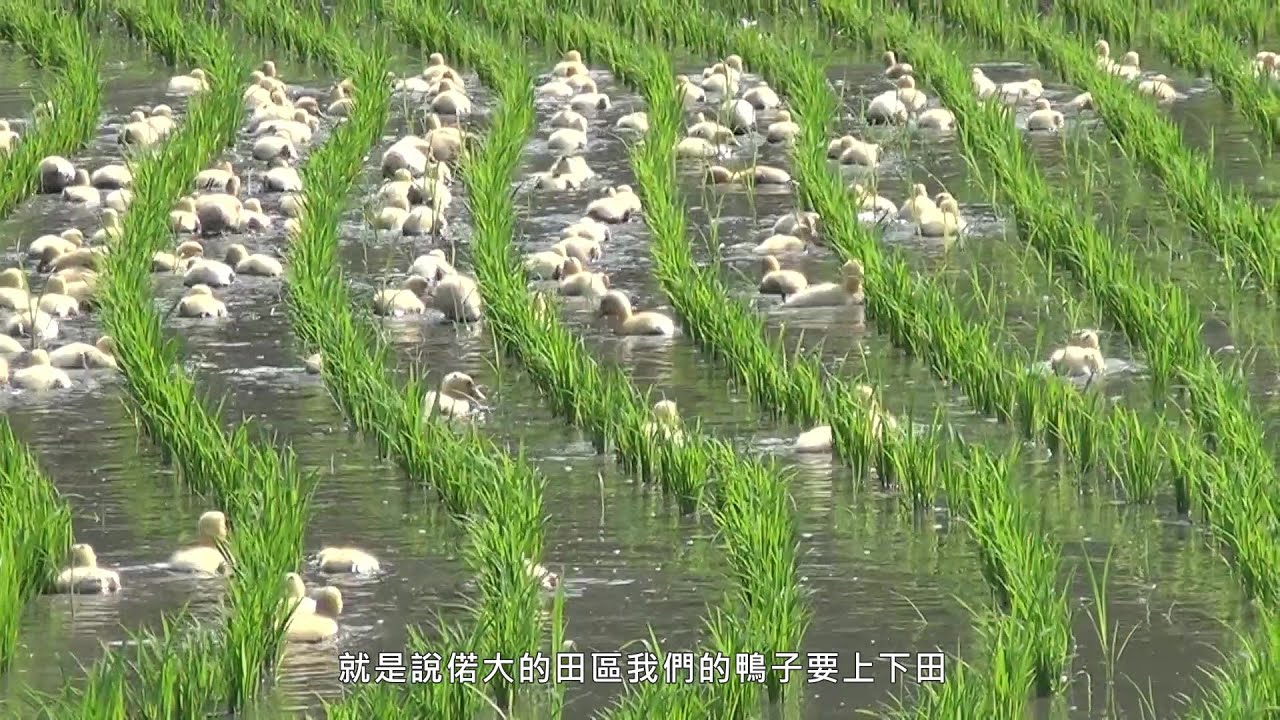 稻鴨共作