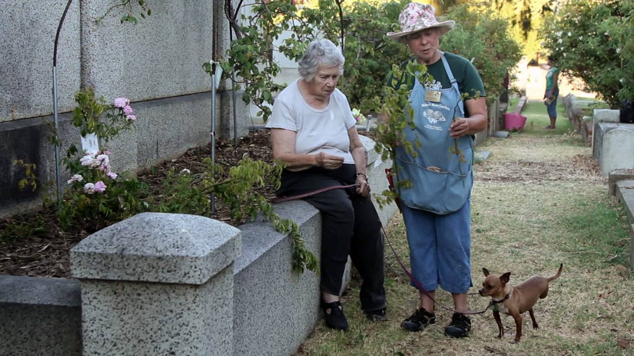 Cemetery Rose