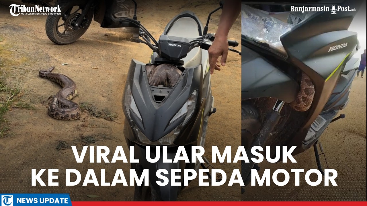Bikin Merinding! Pria Ini Kaget Motor Tiba-tiba Berat, Saat Dibongkar Ternyata Ada Ular