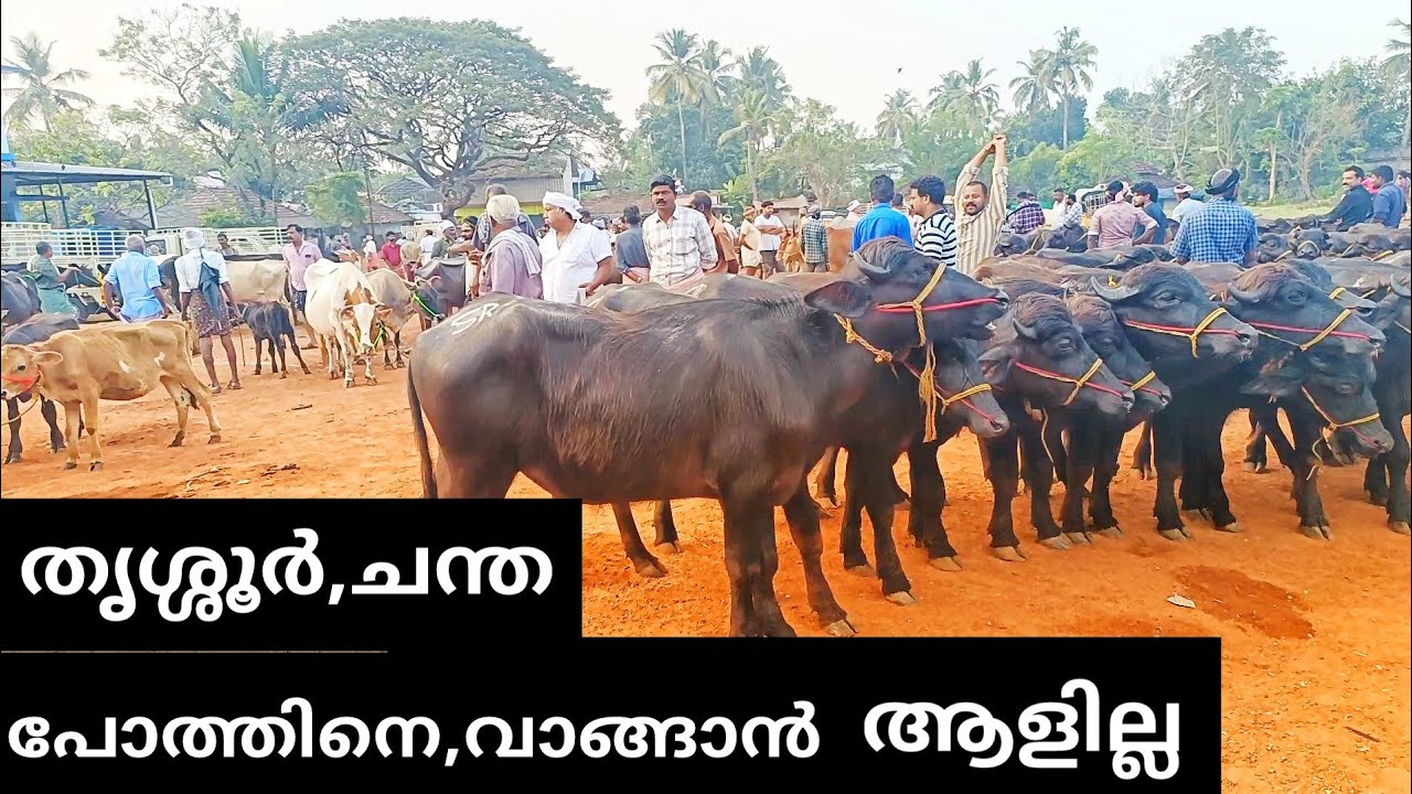 ഈ വില കുറവ് കുറച്ചു നാൾ മാത്രം, അതുകഴിഞ്ഞാൽ പെരുന്നാൾ കച്ചവടം.  9947863454പ്ലീസ് വാട്ട്സാപ്പ്
