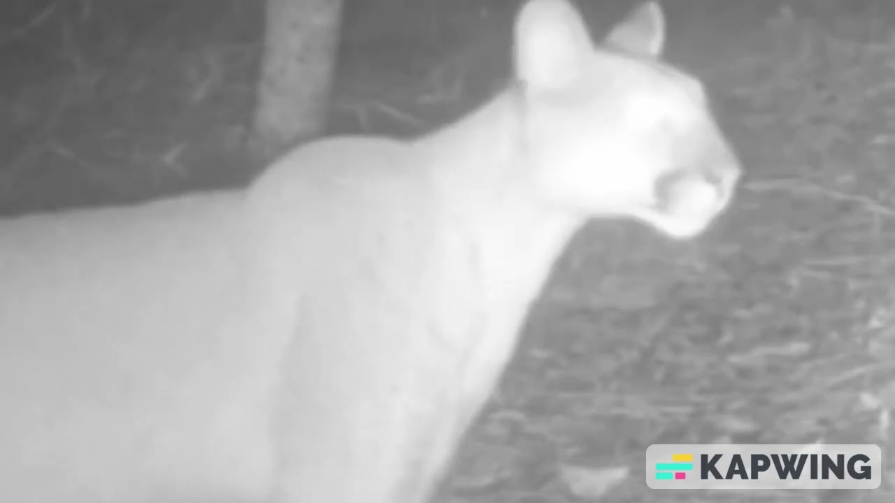 Rugido ou miado  On&ccedil;a parda encanta e rende descobertas