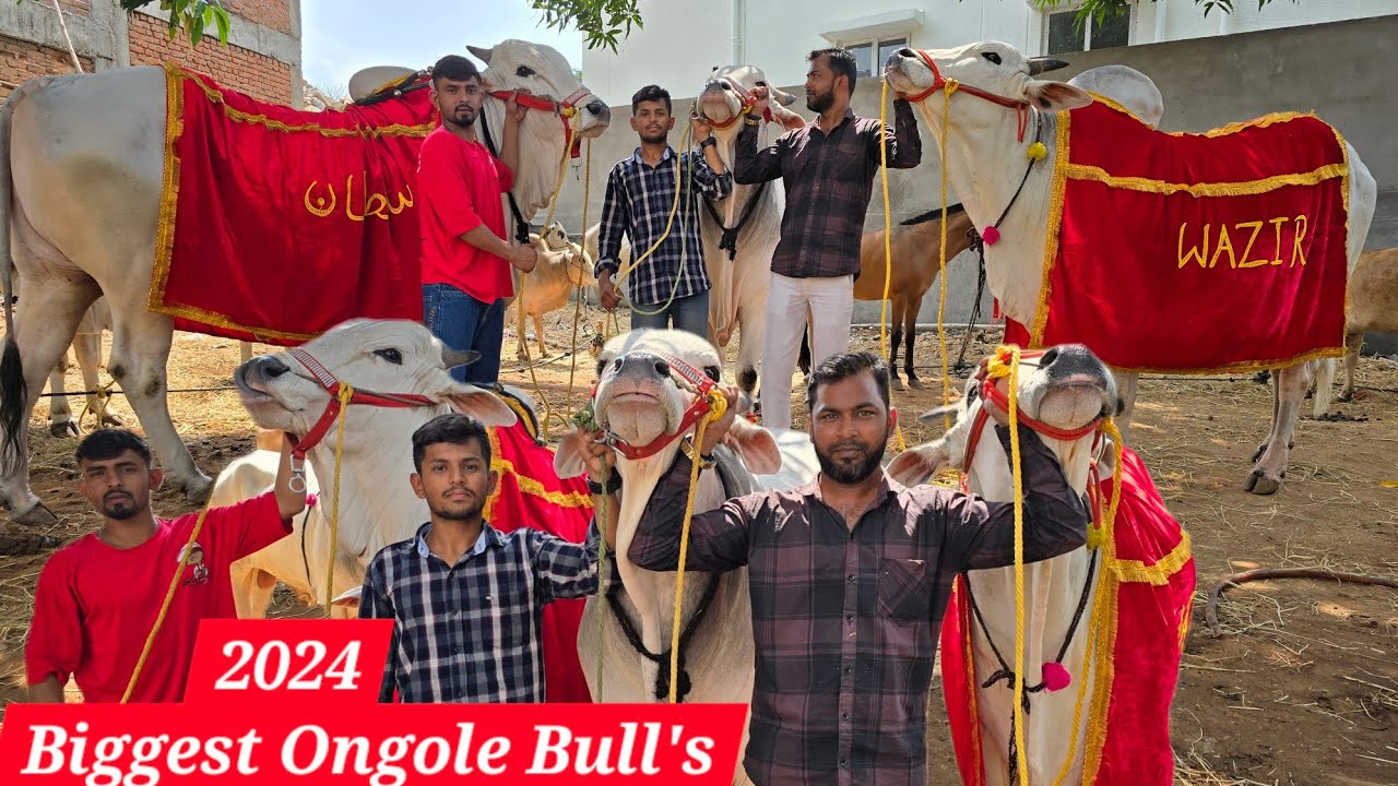 Top Quality Ongole bull's in Hyderabad tadbun | biggest ongole bull's available for 2024