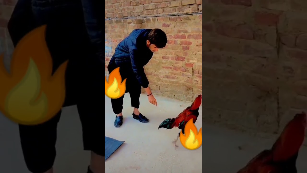 sindhi Aseel murga🥴🔥#aseelmurge #aseel#aseelmurgalover #trendingshorts