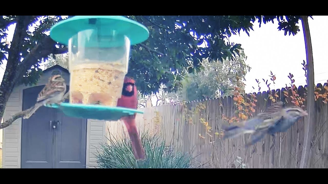 2026 01 31 The Bird Bath