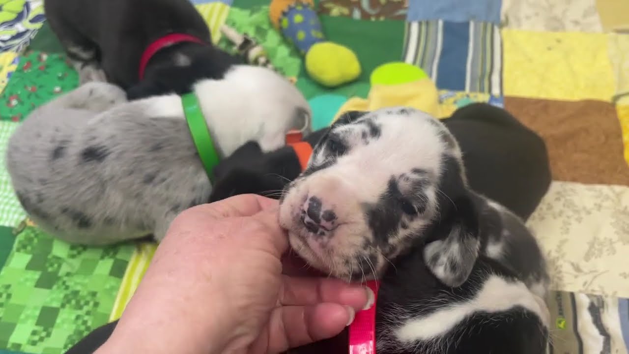 Great Dane Puppies for sale in Michigan