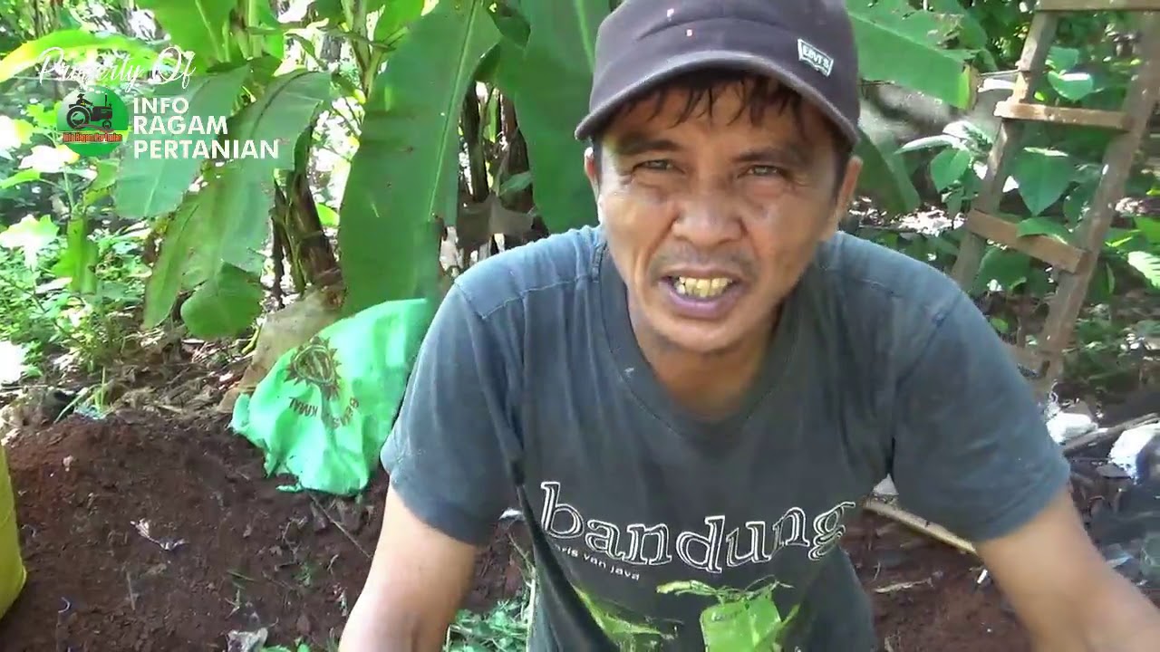 Tutorial Fermentasi KOHE KAMBING Yang Masih Baru Agar Cepat Di Pakai Versi IRP