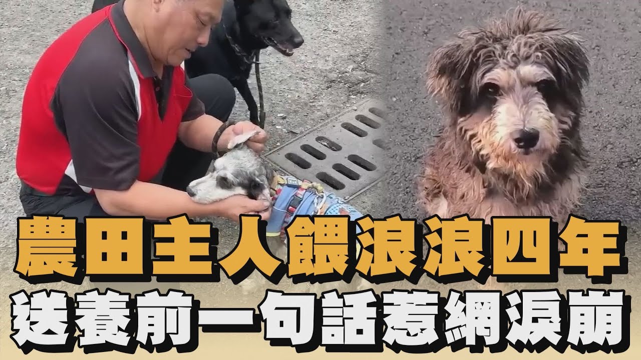農田主人餵浪浪四年　送養前一句話惹網淚崩｜