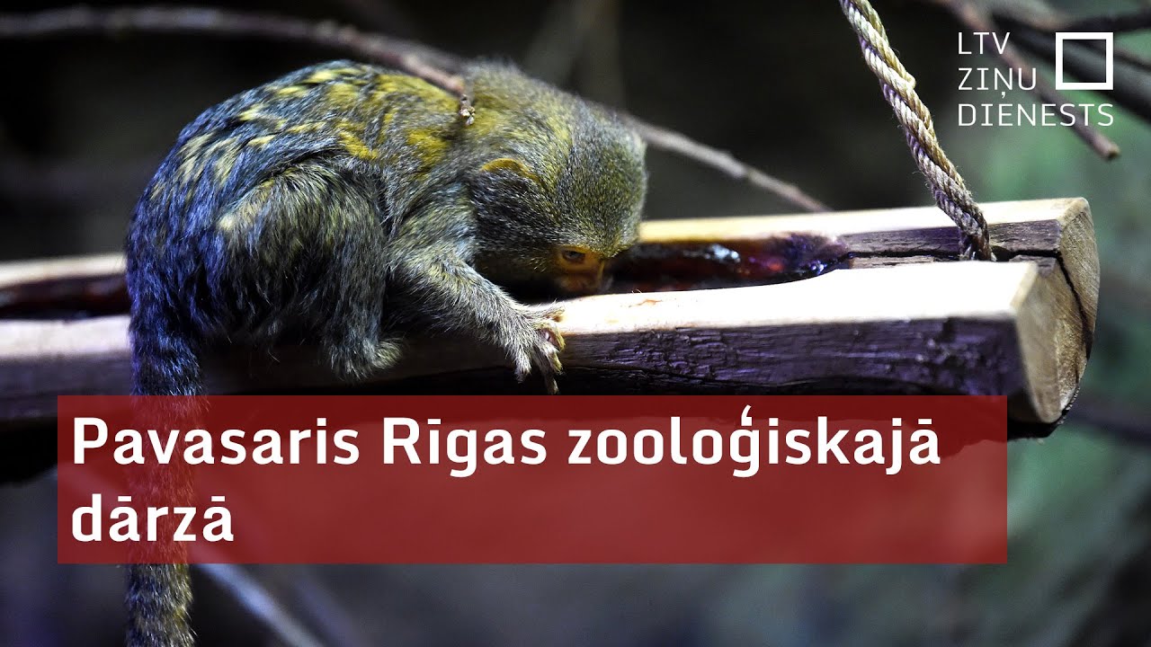 Pavasaris Rīgas zooloģiskajā dārzā