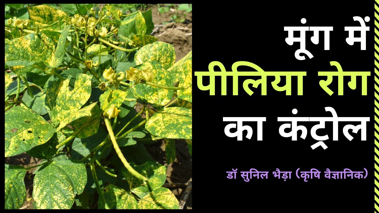 थोड़ी लापरवाही और मूंग में पीलिया रोग से बड़ा नुकसान/ Control of Yellow Vein Mosaic Virus of Moong