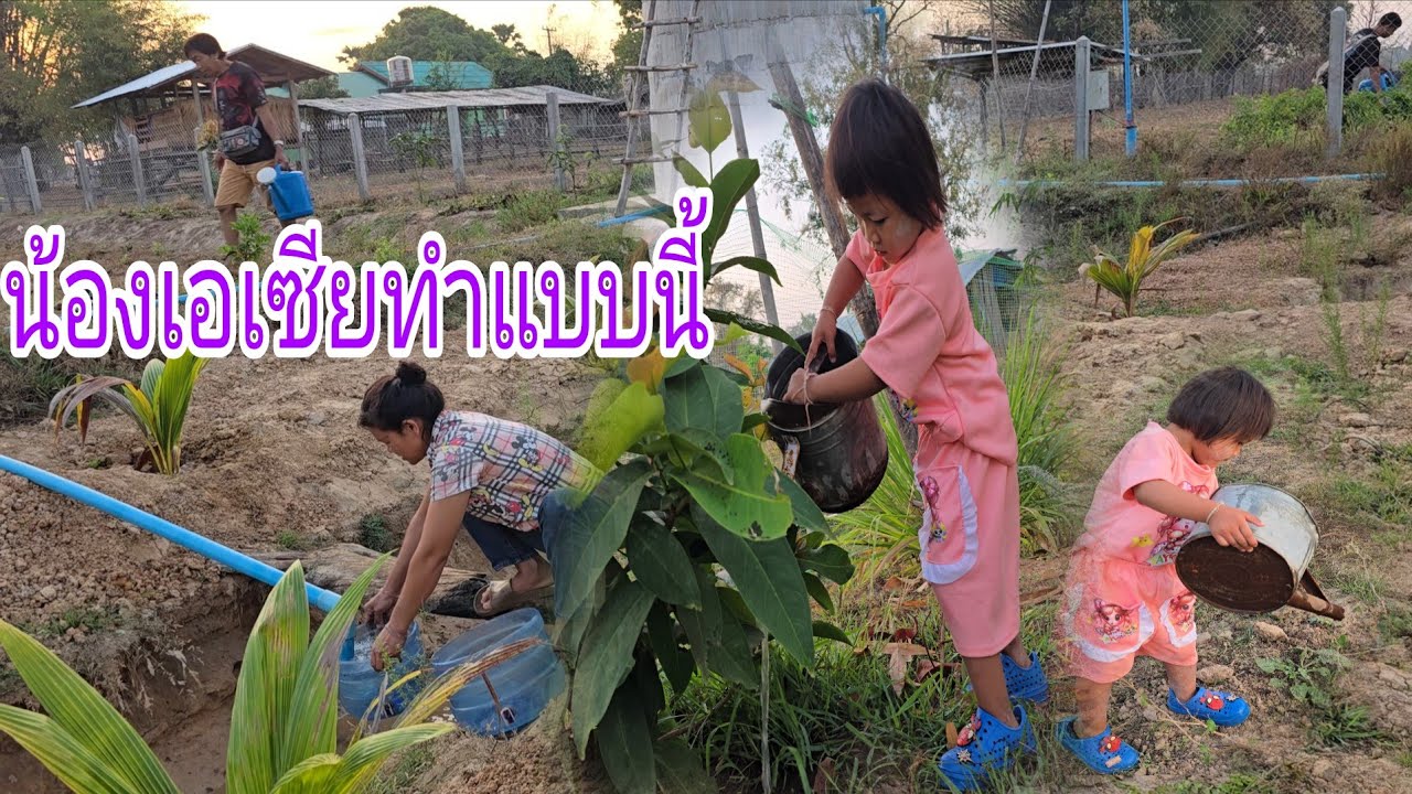 #น้องเอเซียผู้น่าสงสารช่วยแม่หดต้นไม้2 มีนาคม ค.ศ. 2026