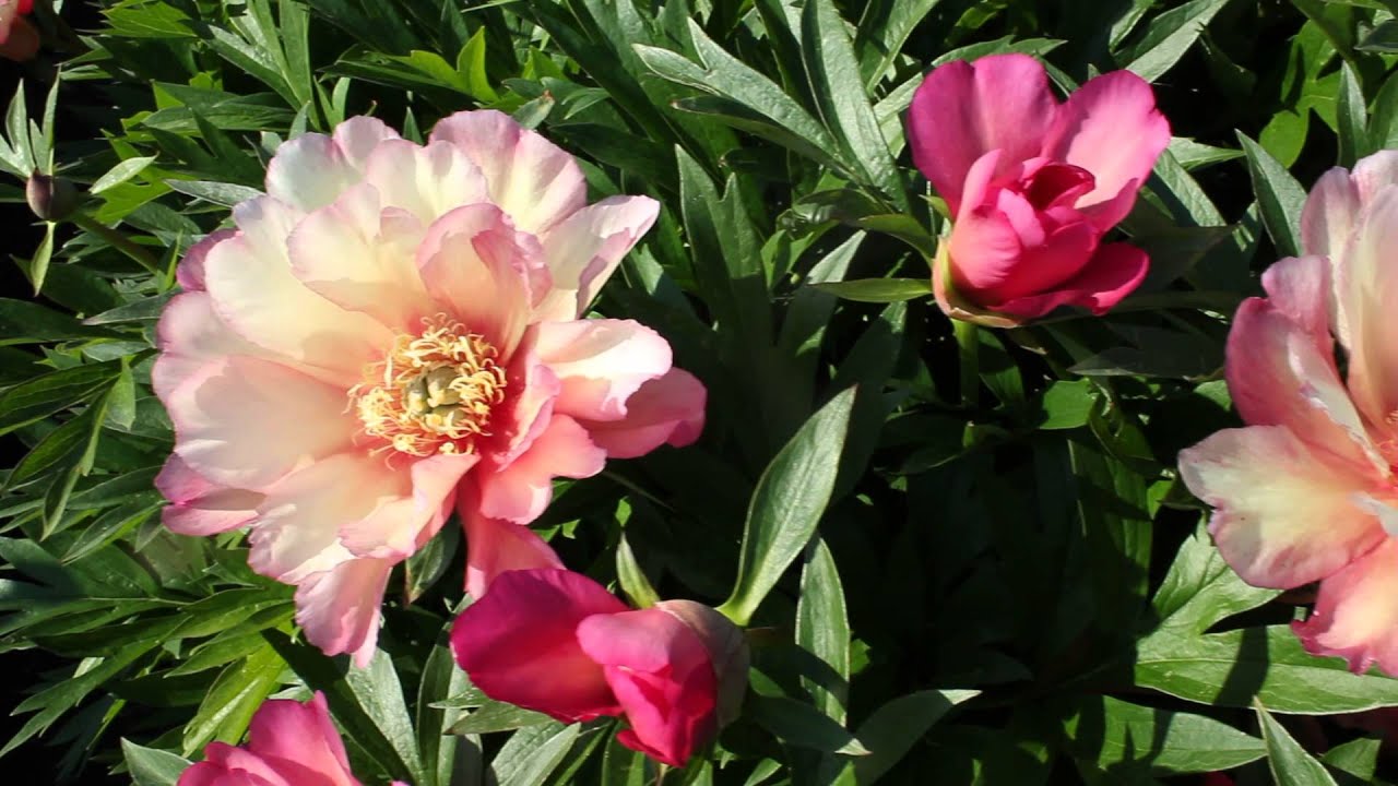 Julia Rose | R2 Flowers BV | Peonies