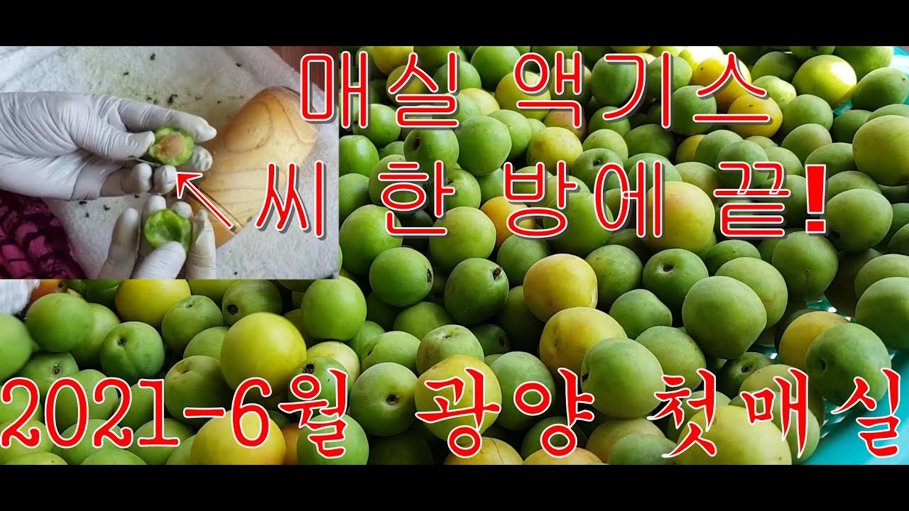 [매실청 만들기] 광양 첫 홍매실로 항아리에 매실 액기스~담아요 설탕1-1? No no no~^^ 매실씨빼는방법! 한 방에 끝!