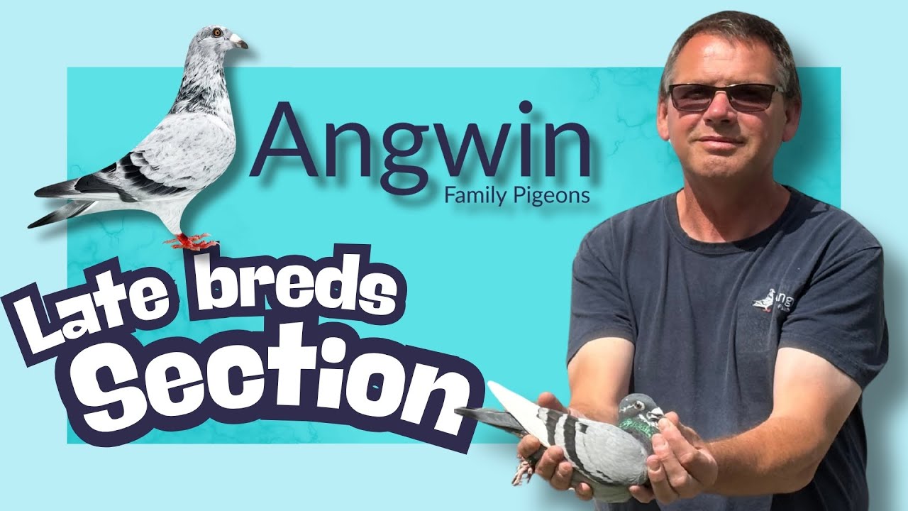 @Angwin Family Pigeons Late Bred Racing Pigeons New Section is all ready for them to settle into