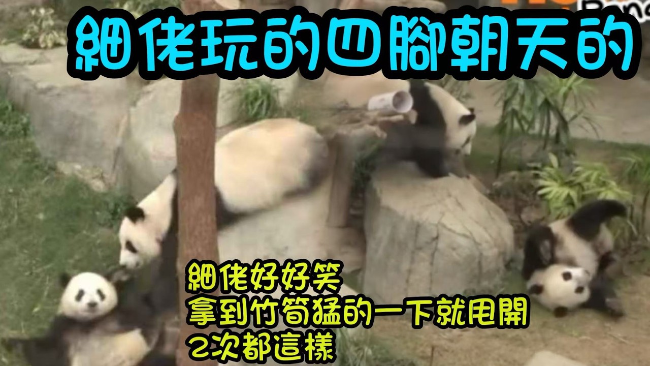 3月6日  看到熊貓媽媽驅趕寶寶，珍惜盈盈疼愛家姐細佬在一起玩耍的時間 #大熊貓加加得得 #香港大熊貓  #大熊貓家姐細佬