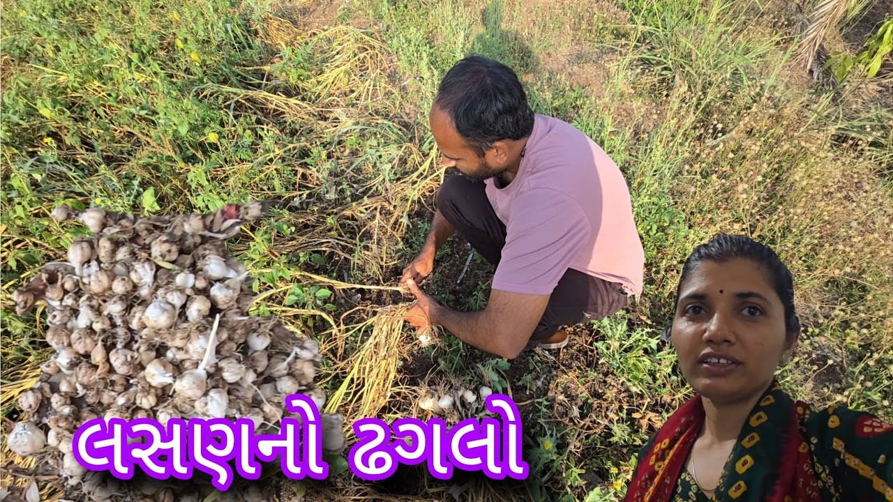 આ વરસનું લસણ. લસણ નો ઢગલો 😋||#village #vlog #dailyvlog 